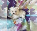 Small #2 Maltese