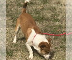 Small #1 Basset Hound