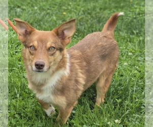 Mutt Dogs for adoption in Unionville, PA, USA