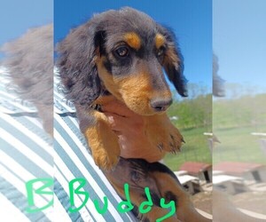 Dachshund Puppy for sale in HALF WAY, MO, USA