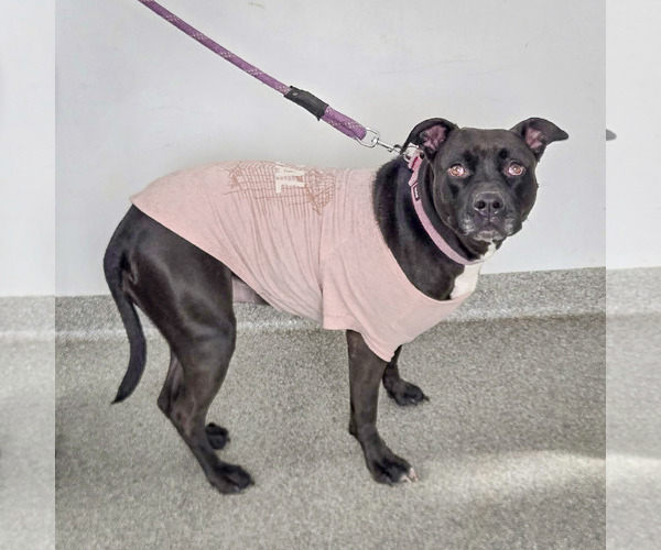 Medium Photo #5 American Bulldog-American Staffordshire Terrier Mix Puppy For Sale in Huntley, IL, USA