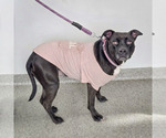 Small #4 American Bulldog-American Staffordshire Terrier Mix