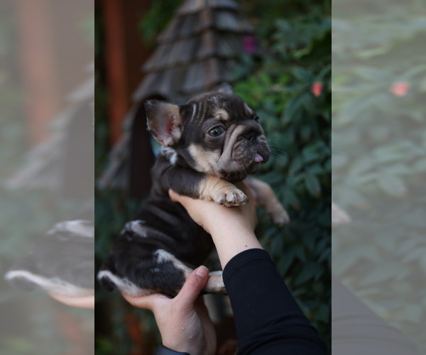 Medium Photo #4 French Bulldog Puppy For Sale in MURRIETA, CA, USA