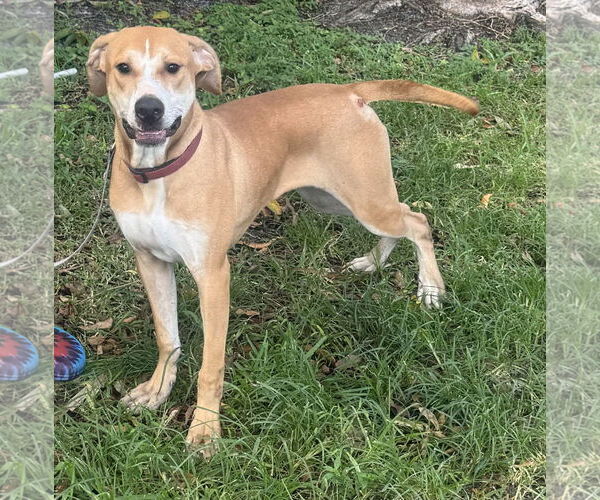 Medium Photo #1 American Bulldog-Labrador Retriever Mix Puppy For Sale in Royal Palm Beach, FL, USA