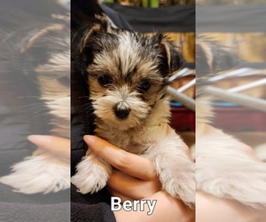 Biewer Terrier-Maltese Mix Puppy for sale in CLACKAMAS, OR, USA