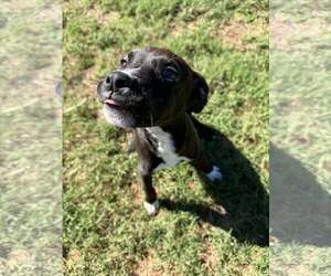 MARRON - Female Mutt Dog for Adoption - Photo #3