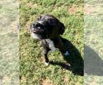 Small Photo #3 Mutt Puppy For Sale in Woodbury, NY, USA