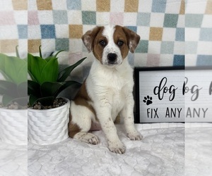 Australian Cattle Dog Puppy for sale in FRANKLIN, IN, USA