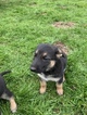 Small Photo #11 German Shepherd Dog Puppy For Sale in MYRTLE CREEK, OR, USA