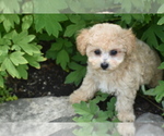 Small #1 Bichpoo