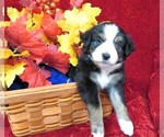 Small Photo #4 Miniature Australian Shepherd Puppy For Sale in HARTVILLE, MO, USA