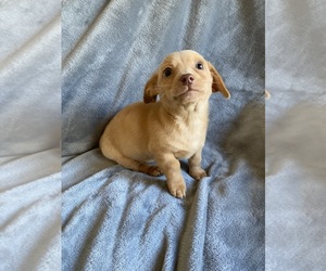Dachshund Puppy for sale in CUMMING, GA, USA