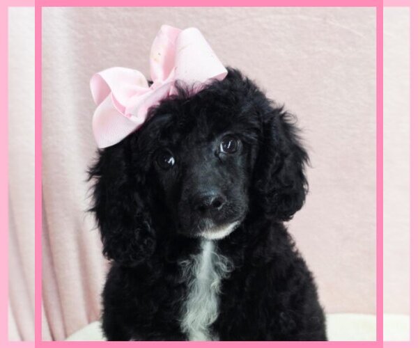 Medium Photo #1 Poodle (Toy) Puppy For Sale in TAYLOR, TX, USA