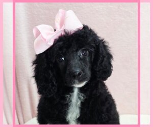 Poodle (Toy) Puppy for sale in TAYLOR, TX, USA