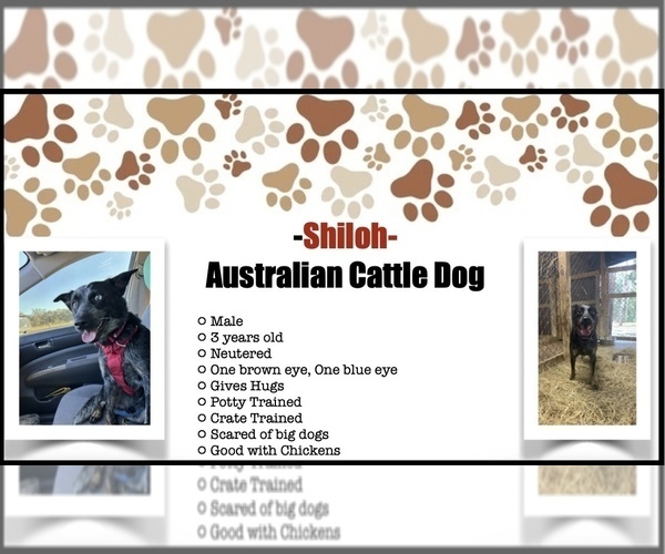 Medium Photo #3 Australian Cattle Dog Puppy For Sale in LAKELAND, FL, USA