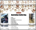 Small #2 Australian Cattle Dog
