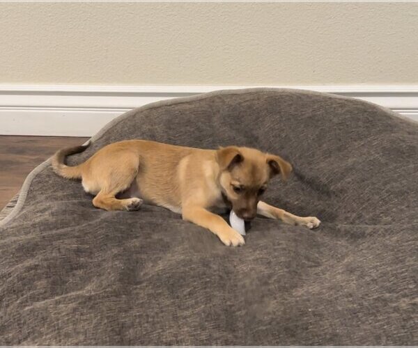 Medium Photo #15 Chiranian Puppy For Sale in Dana Point, CA, USA