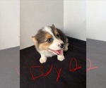 Small #1 Pembroke Welsh Corgi