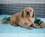 Small Photo #18 Golden Retriever Puppy For Sale in MILLERSBURG, OH, USA