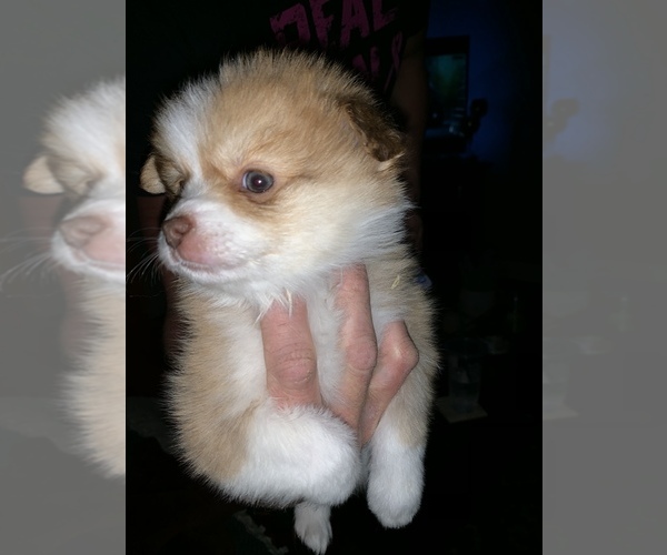 Medium Photo #1 Australian Shepherd-Pomeranian Mix Puppy For Sale in E PEPPERELL, MA, USA