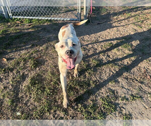 Medium Photo #2 American Pit Bull Terrier Puppy For Sale in Ocala, FL, USA