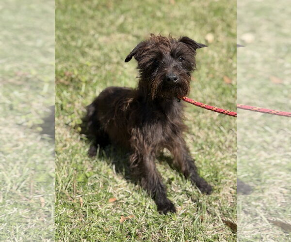 Medium Photo #4 Mutt Puppy For Sale in Yardley, PA, USA