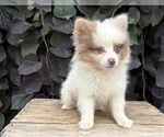 Small #1 Pomeranian