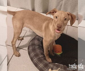 Medium Labrador Retriever-Retriever  Mix