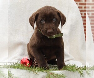 Labrador Retriever Puppy for sale in NEW HOLLAND, PA, USA