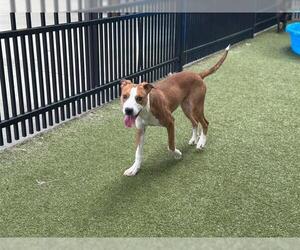 Mutt Dogs for adoption in Waco, TX, USA