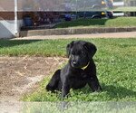 Small Photo #3 Golden Shepherd Puppy For Sale in HYATTSVILLE, MD, USA