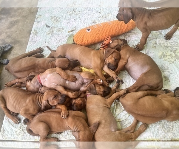 Medium Photo #15 Rhodesian Ridgeback Puppy For Sale in MADISON, GA, USA