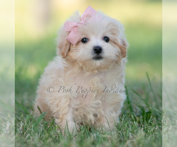 Medium Photo #3 Maltipoo (Miniature) Puppy For Sale in WARSAW, IN, USA