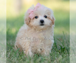 Small #2 Maltipoo (Miniature)