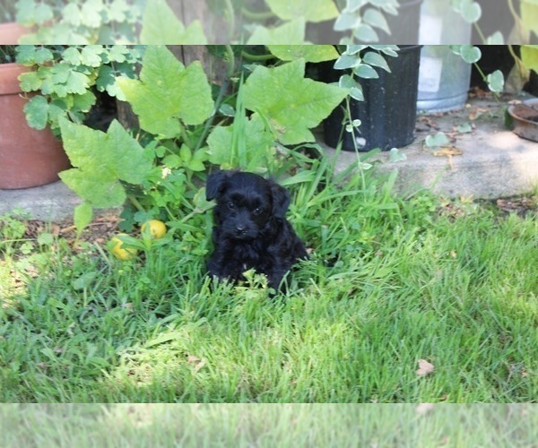 Medium Photo #3 YorkiePoo Puppy For Sale in BREMEN, IN, USA