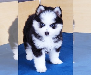 Pomsky Puppy for sale in PUNTA GORDA, FL, USA
