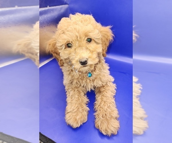 Medium Photo #3 Poodle (Miniature) Puppy For Sale in BLUE MOUND, TX, USA
