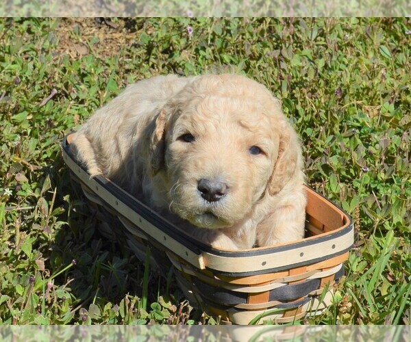 Medium Photo #4 Goldendoodle Puppy For Sale in LIVE OAK, FL, USA