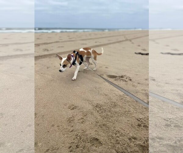 Medium Photo #4 Rat-Cha Puppy For Sale in Corona, CA, USA