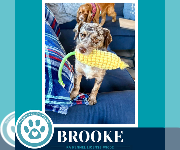 Medium Photo #5 Dachshund-Unknown Mix Puppy For Sale in Kimberton, PA, USA