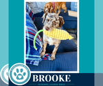 Small #4 Dachshund Mix