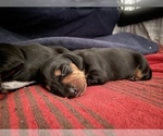 Small Photo #4 Dachshund Puppy For Sale in TERRELL, TX, USA
