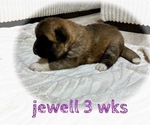 Small Photo #26 Akita Puppy For Sale in BUTLER, PA, USA
