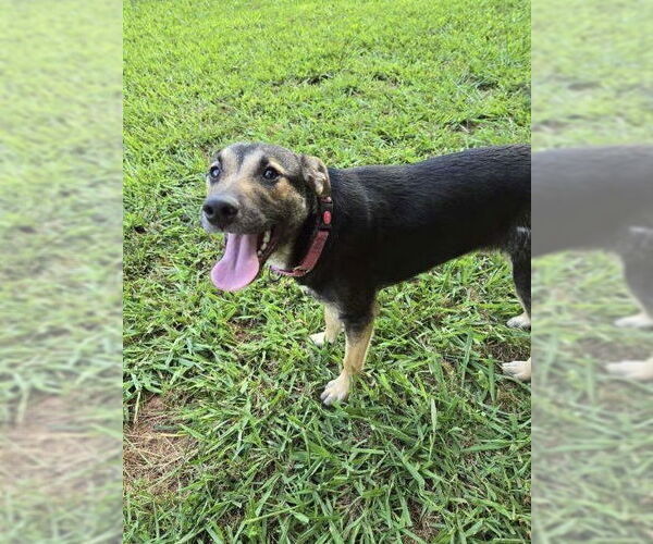 Medium Photo #2 Mutt Puppy For Sale in Brewster, NY, USA