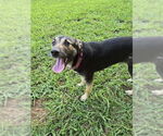 Small #1 Mutt