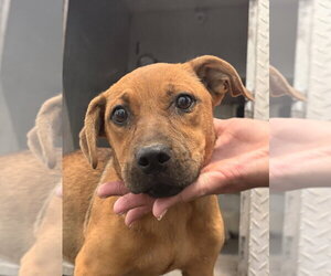 Labrador Retriever Dogs for adoption in Tarboro, NC, USA