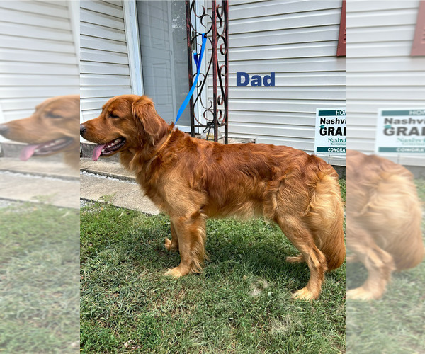 Medium Photo #1 Golden Retriever Puppy For Sale in NASHVILLE, TN, USA