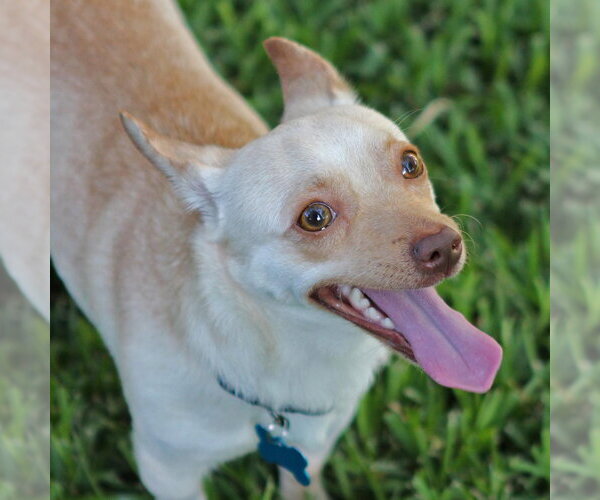 Medium Photo #3 Chihuahua Puppy For Sale in Rosenberg, TX, USA