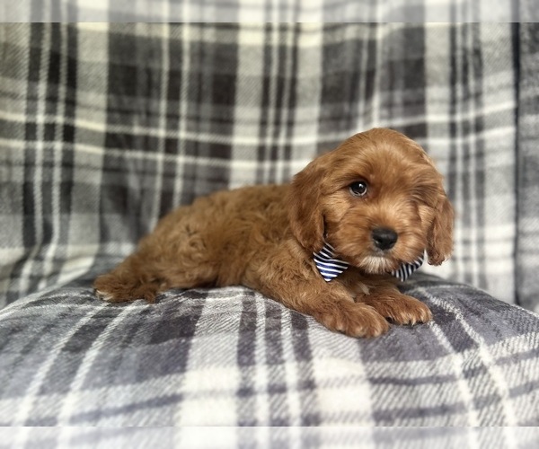 Medium Photo #6 Cavapoo Puppy For Sale in LAKELAND, FL, USA