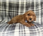 Small #5 Cavapoo